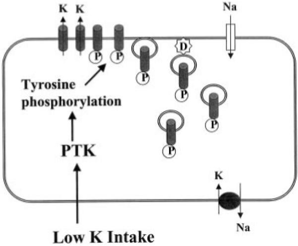 Fig. 11