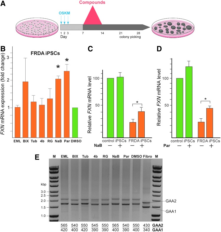 FIG. 2.