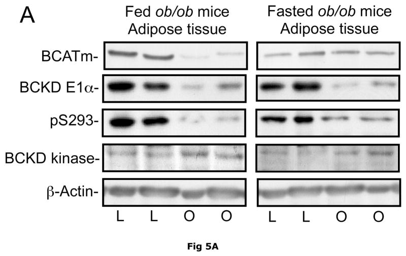 Fig 5