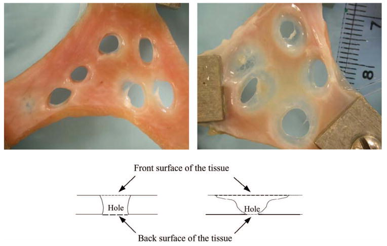 Fig. 12