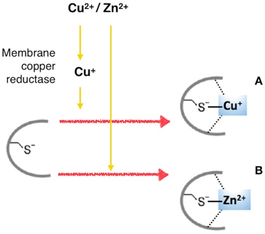 Scheme 3