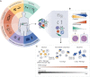 Figure 2. The context-specific composition and function of the immunosuppressive TME are controlled by tumor cell–intrinsic cues, as well as non-tumor cell–autonomous factors of the host. A, Context-dependent features of the host, such as genetic variation, acute and chronic infection, inflammation and injury, nutrition and metabolism, diabetes and obesity, environmental toxins, and the composition of the microbiome, virome, and fungome affects immune escape and immunosuppression. These factors constitute fundamental determinants of PDAC heterogeneity. B, Cancer cells of different PDAC subtypes and associated tumor cell–intrinsic signaling programs instruct their corresponding TME and drive immunosuppression. classic and mesenchymal basal-like PDAC differ in cell morphology, gene-expression programs, Kras dosage, and stromal content, resulting in tumor entities with unique features, that drive differences in composition and function of their immunosuppressive TME (11, 95, 96). C, Tumor cell states, with distinct levels of Kras dosage, show differences in infiltrating immune cells and their TME. scClassical tumors display high TME diversity and infiltration of SPP1+ TAMs, intermediate coexpressor tumors show high T-cell infiltration, and scBasal tumors are characterized by infiltration of C1QC+ TAMs (152). TME, tumor microenvironment; PDAC, pancreatic ductal adenocarcinoma; TAM, tumor-associated macrophage; MDSC, myeloid derived suppressor cell.