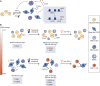 Figure 3. Therapy-induced reprogramming of PDAC subtypes and their immunosuppressive TME. A, Basal-like mesenchymal PDAC relies on BRD4-dependent cJUN/AP1 expression, which induces CCL2. CCL2 secretion leads to the recruitment of TNFα-secreting macrophages, which promote reprogramming of classic tumor cells into basal-like mesenchymal ones and maintenance of the mesenchymal state. The use of BRD4 inhibitors such as JQ1 suppresses the BRD4–cJUN–CCL2–TNFα axis and induces redifferentiation of the mesenchymal to the classic PDAC subtype, which is characterized by a more favorable prognosis (151). B, Classic and basal-like mesenchymal PDAC are driven by tumor cell–intrinsic cues (e.g., Kras dosage), and their TME is characterized by distinct immune cell infiltrates. This results in a differential response to a combinatorial therapy of the MEK inhibitor trametinib and the multikinase inhibitor nintedanib (T/N). The combination promotes the context-dependent reprogramming of the tumor cell secretome, thereby inducing a subtype-specific TME remodeling. In the classic subtype, T/N induces infiltration of MDSCs/neutrophils and M1-like TAMs and does not sensitize the tumors to anti–PD-L1 ICB. In basal-like mesenchymal PDAC, T/N leads to the recruitment of M1-like TAMs and CD8+ T cells, sensitizing the tumors to anti–PD-L1 ICB (96). PDAC, pancreatic ductal adenocarcinoma; TNFα, tumor necrosis factor; T/N, trametinib/nintedanib; TAM, tumor-associated macrophage; MDSC, myeloid derived suppressor cell; TME, tumor microenvironment; ICB, immune-checkpoint blockade.