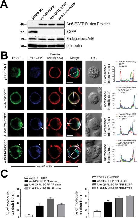 FIGURE 1: