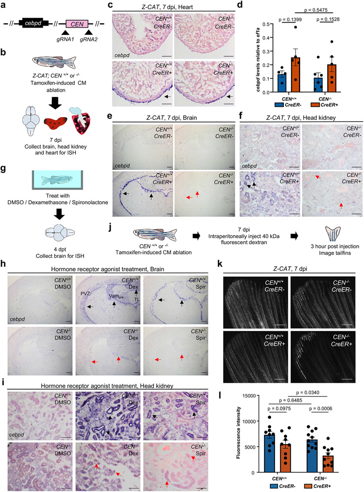 Fig. 6: