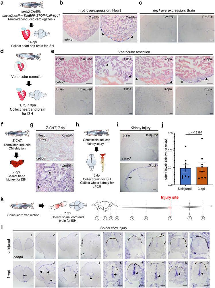 Fig. 2: