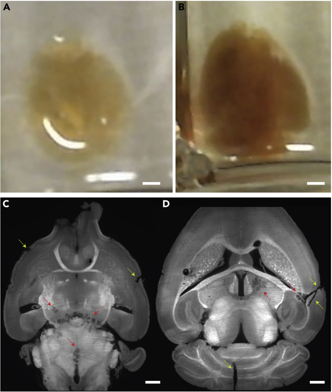 Figure 10