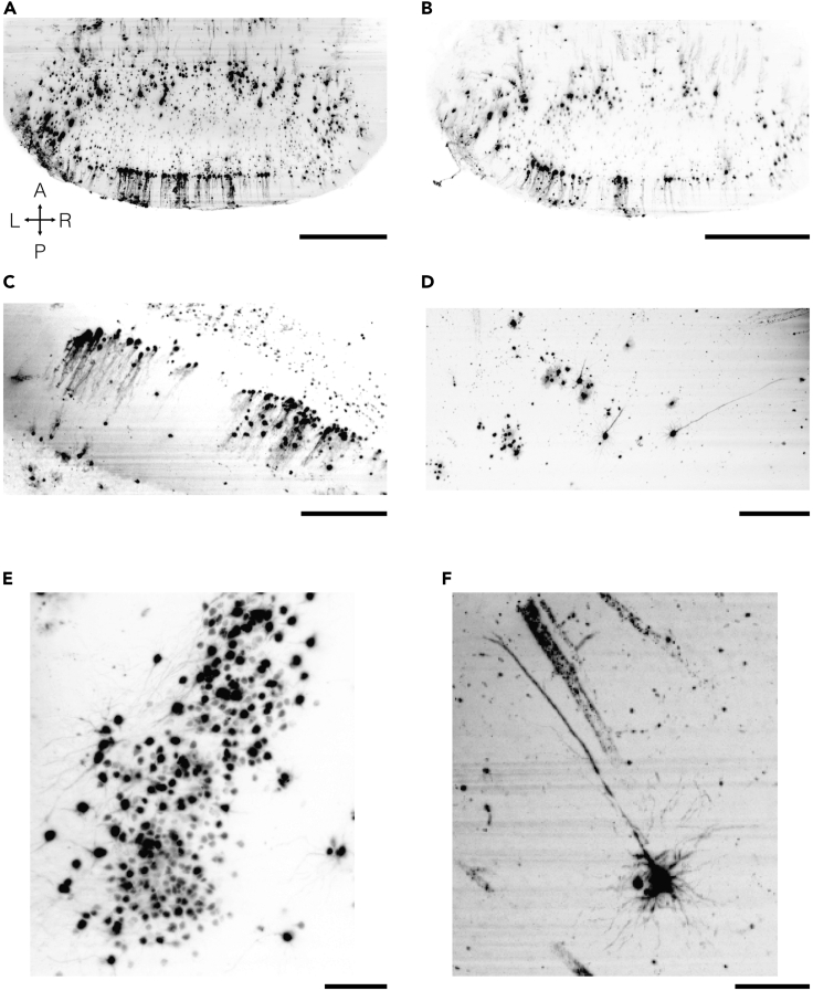 Figure 12