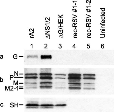 FIG. 8.