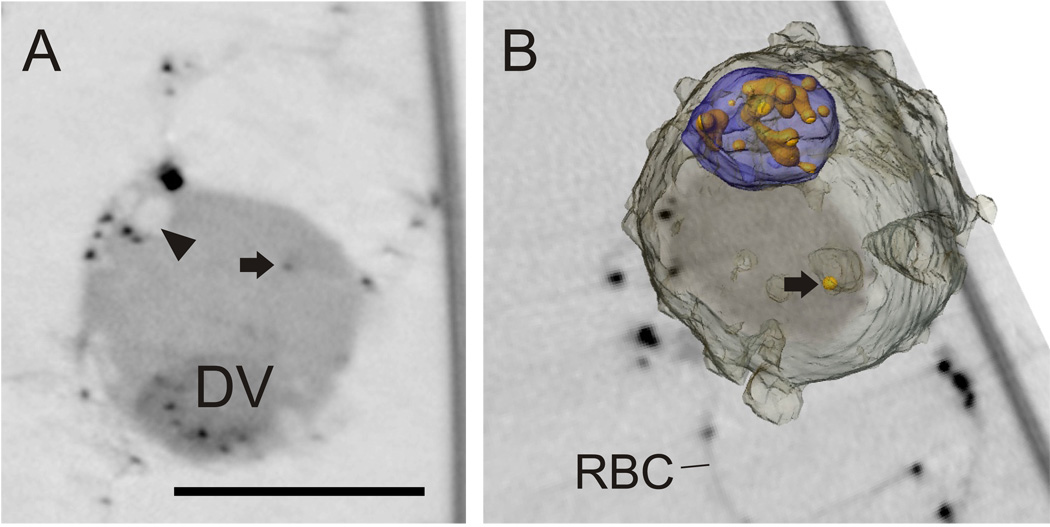 Fig. 4