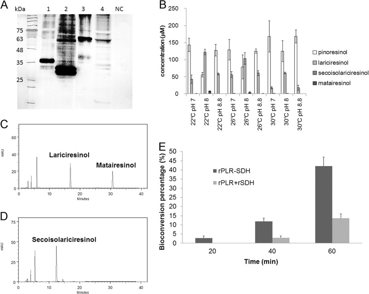 FIG 2