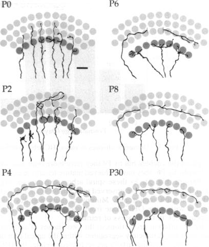 graphic file with name pnas01088-0108-a.jpg