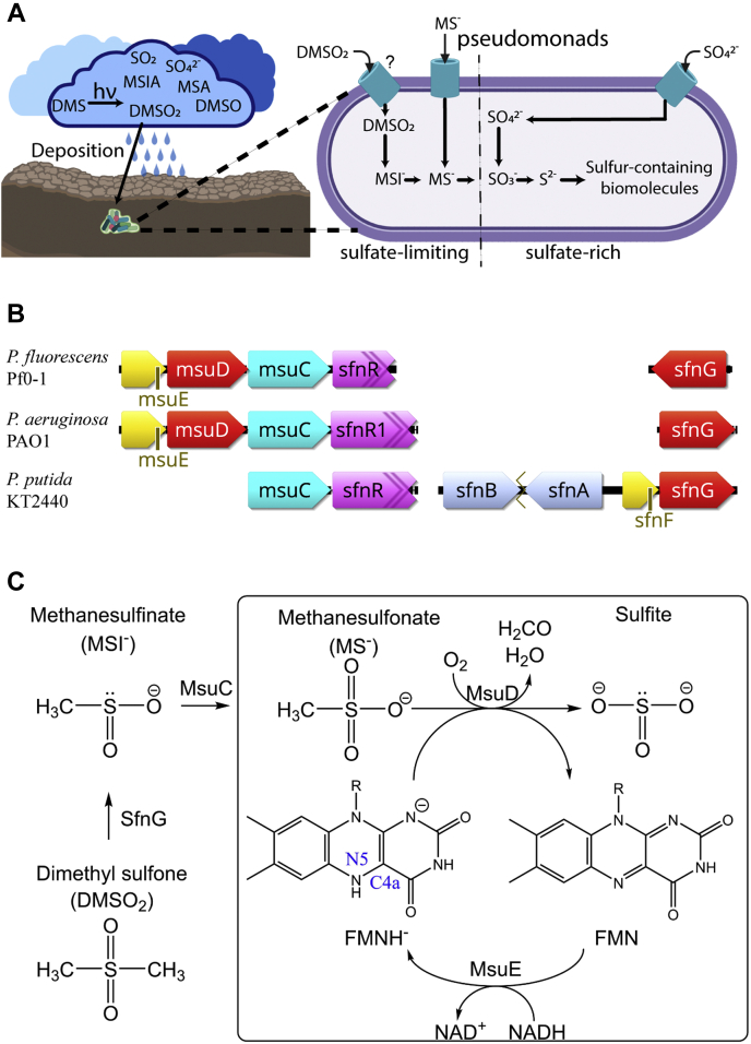 Figure 1