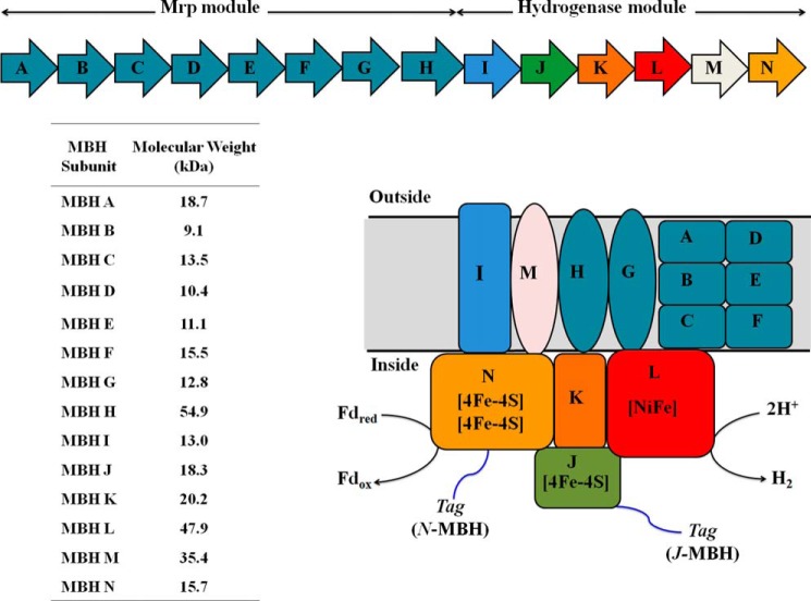 FIGURE 1.