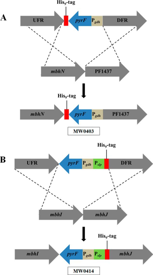 FIGURE 2.