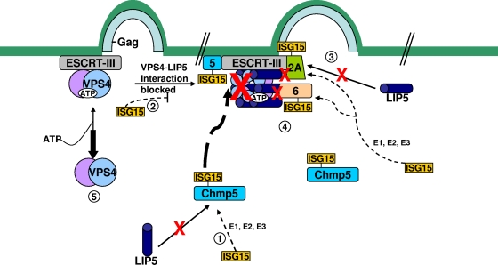 Fig. 7.