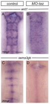 Figure 5—figure supplement 1.