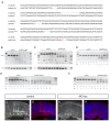 Figure 2—figure supplement 1.