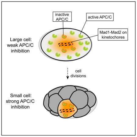Cell size determines the strength of the spindle assembly checkpoint ... Biology Diagrams
