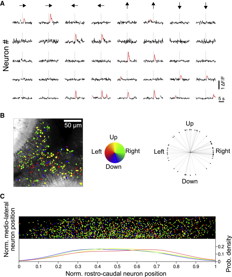 Figure 2