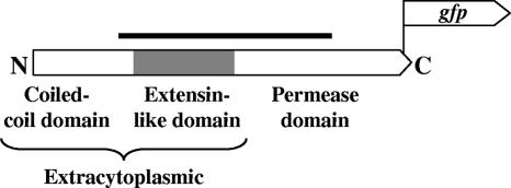 FIG. 1.