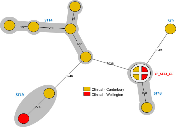 The figure shows a network graph of Y. pseudotuberculosis isolates with nodes connected by lines indicating genetic relationships and SNP differences. A pie chart on one node displays clinical isolates with less than 5 SNP differences.