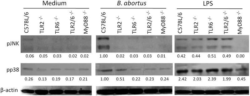 Fig 4