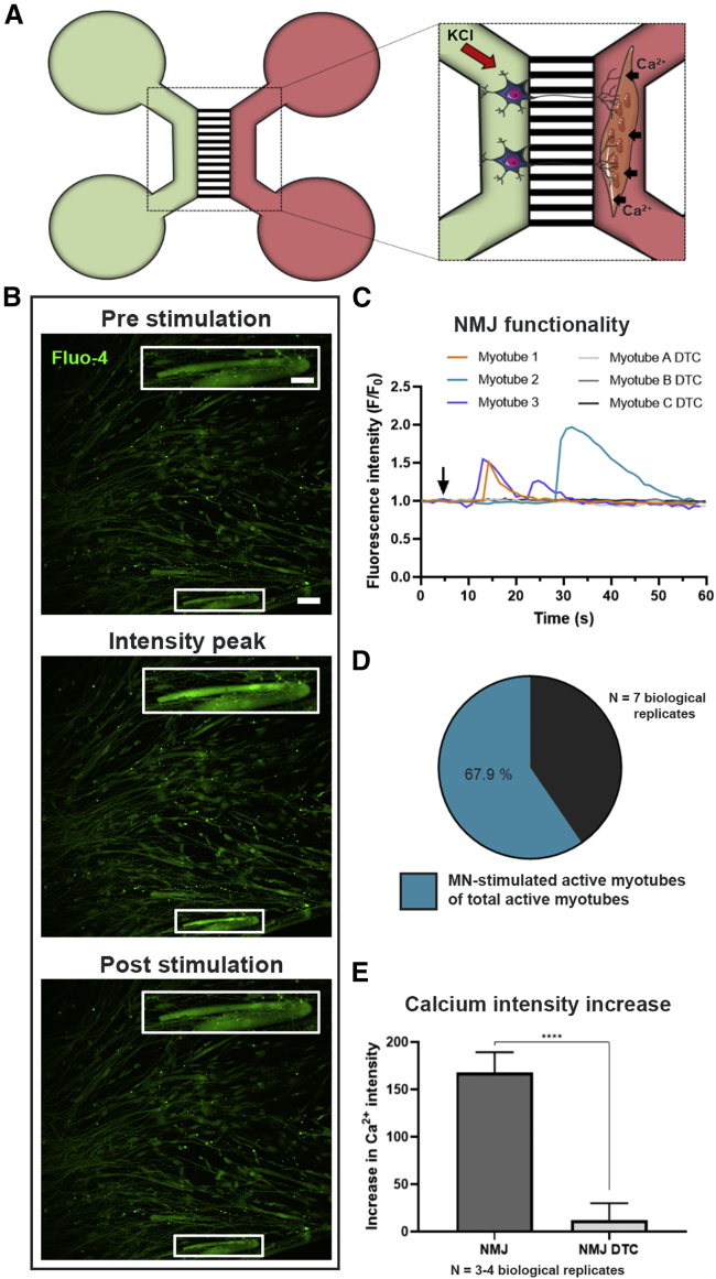 Figure 4