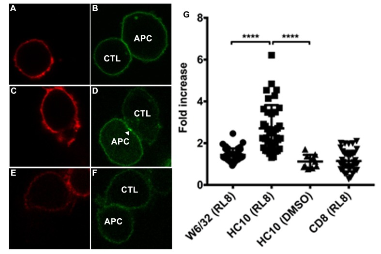 Figure 5—figure supplement 1.