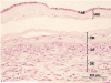 Fig. 8A