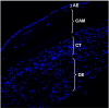 Fig. 8B