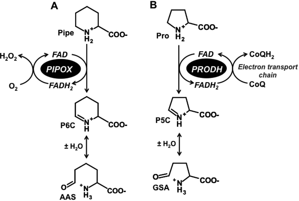 Figure. 1