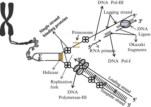 Fig. 1.3