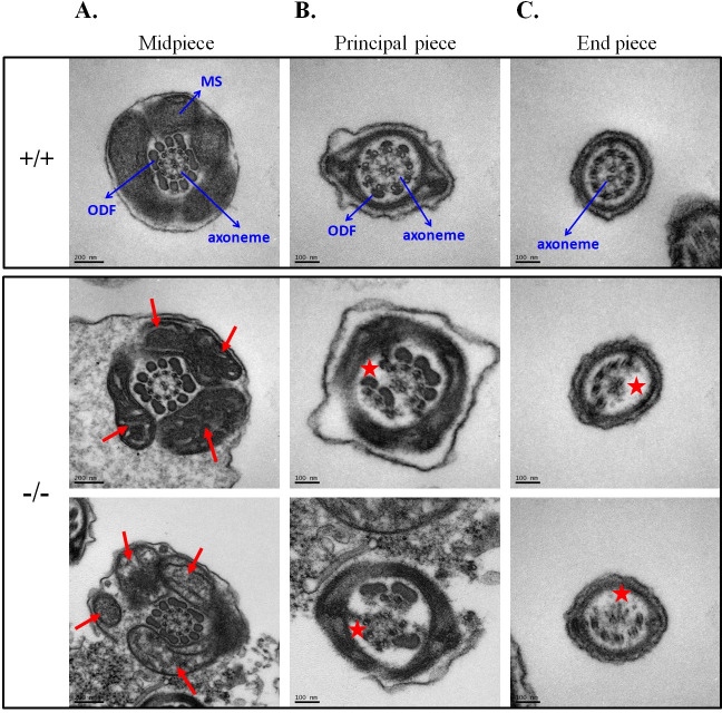 Fig 4