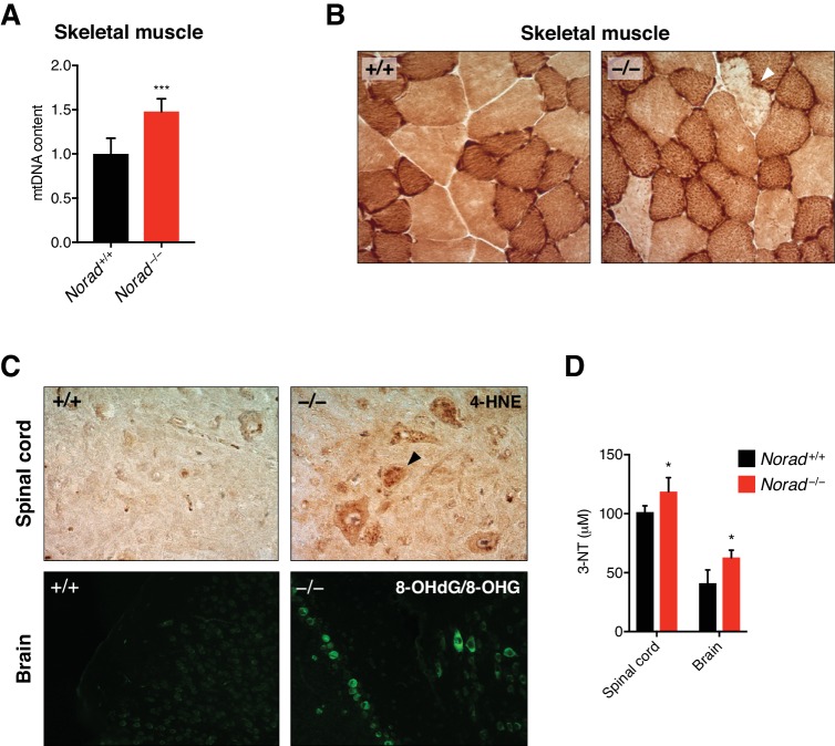 Figure 5—figure supplement 1.