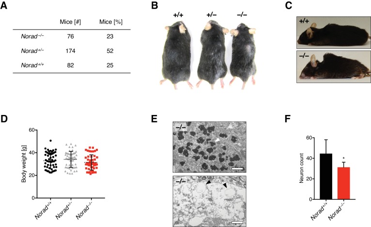 Figure 2—figure supplement 1.