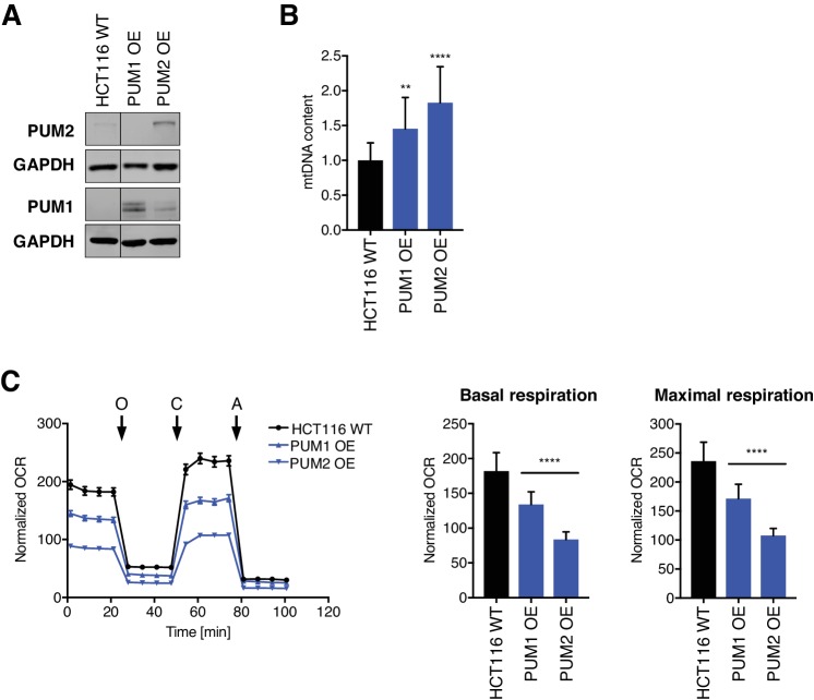 Figure 7—figure supplement 3.