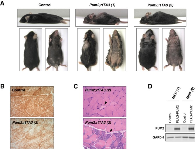 Figure 7—figure supplement 2.