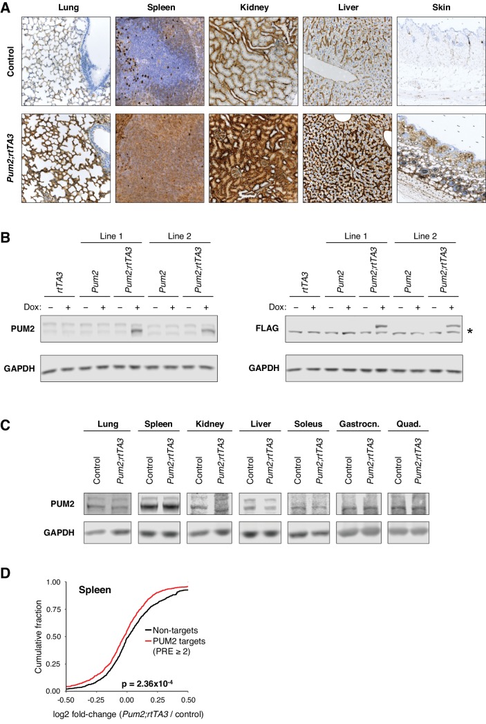 Figure 7—figure supplement 1.