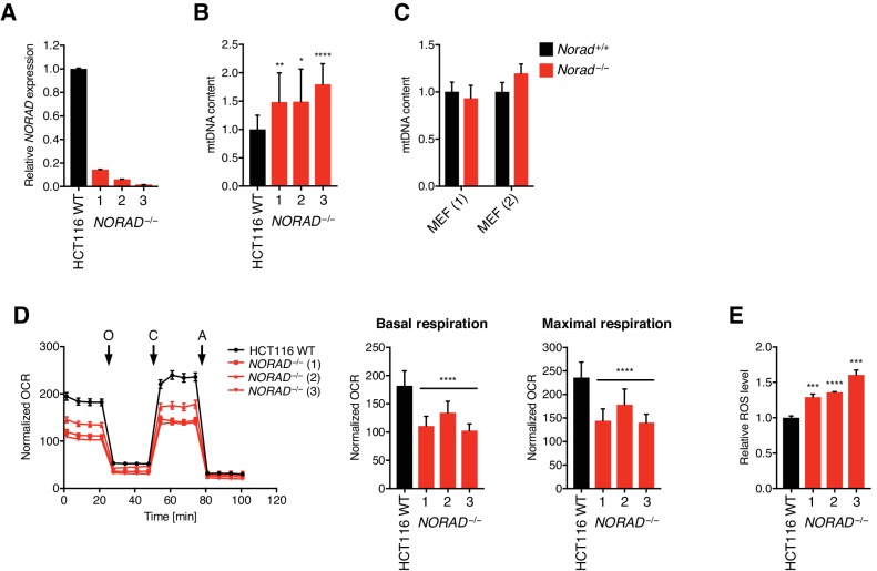 Figure 5—figure supplement 2.