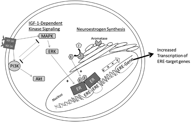 graphic file with name nihms-1527489-f0001.jpg