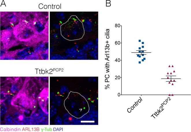 Figure 3—figure supplement 1.