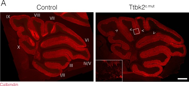 Figure 4—figure supplement 1.