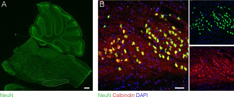 Figure 2—figure supplement 1.