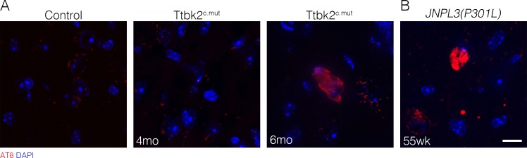 Figure 4—figure supplement 2.