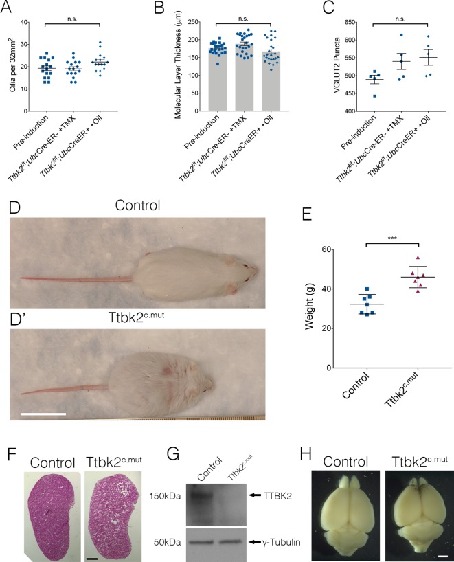 Figure 1—figure supplement 1.