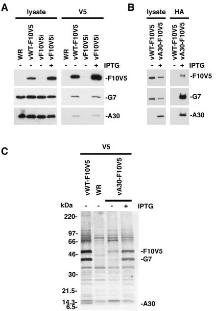 FIG. 4.