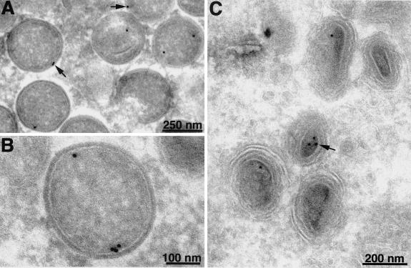 FIG. 10.