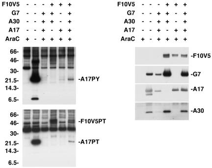 FIG. 7.