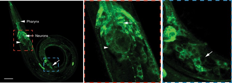 Fig. 2